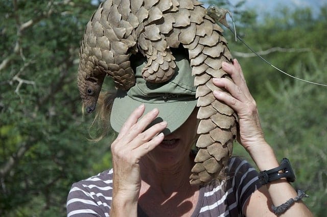 pangolino