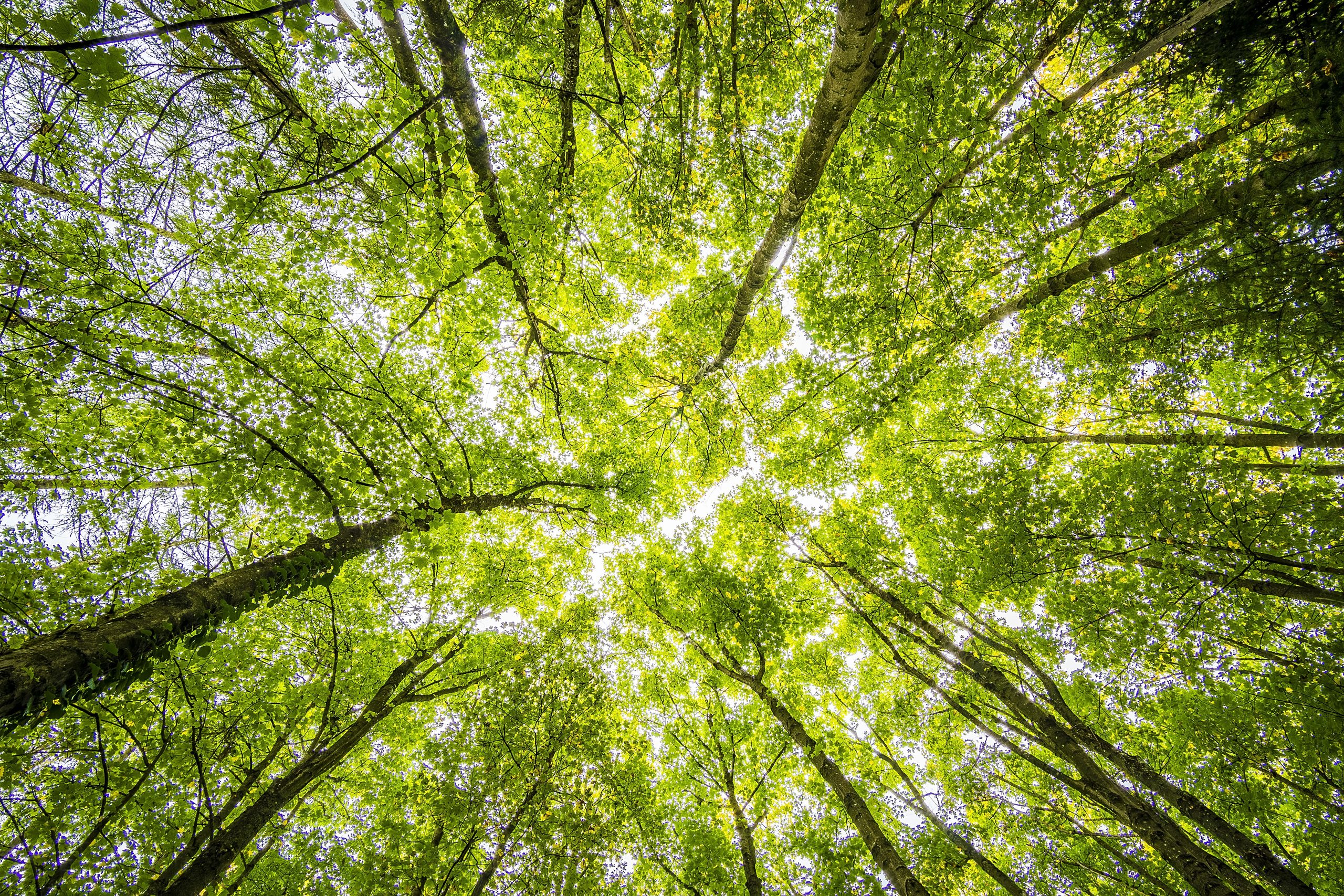 wood wide web