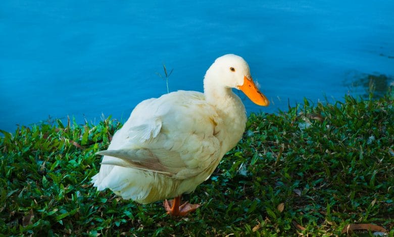 Un'anatra su un prato vicino ad un corso d'acqua