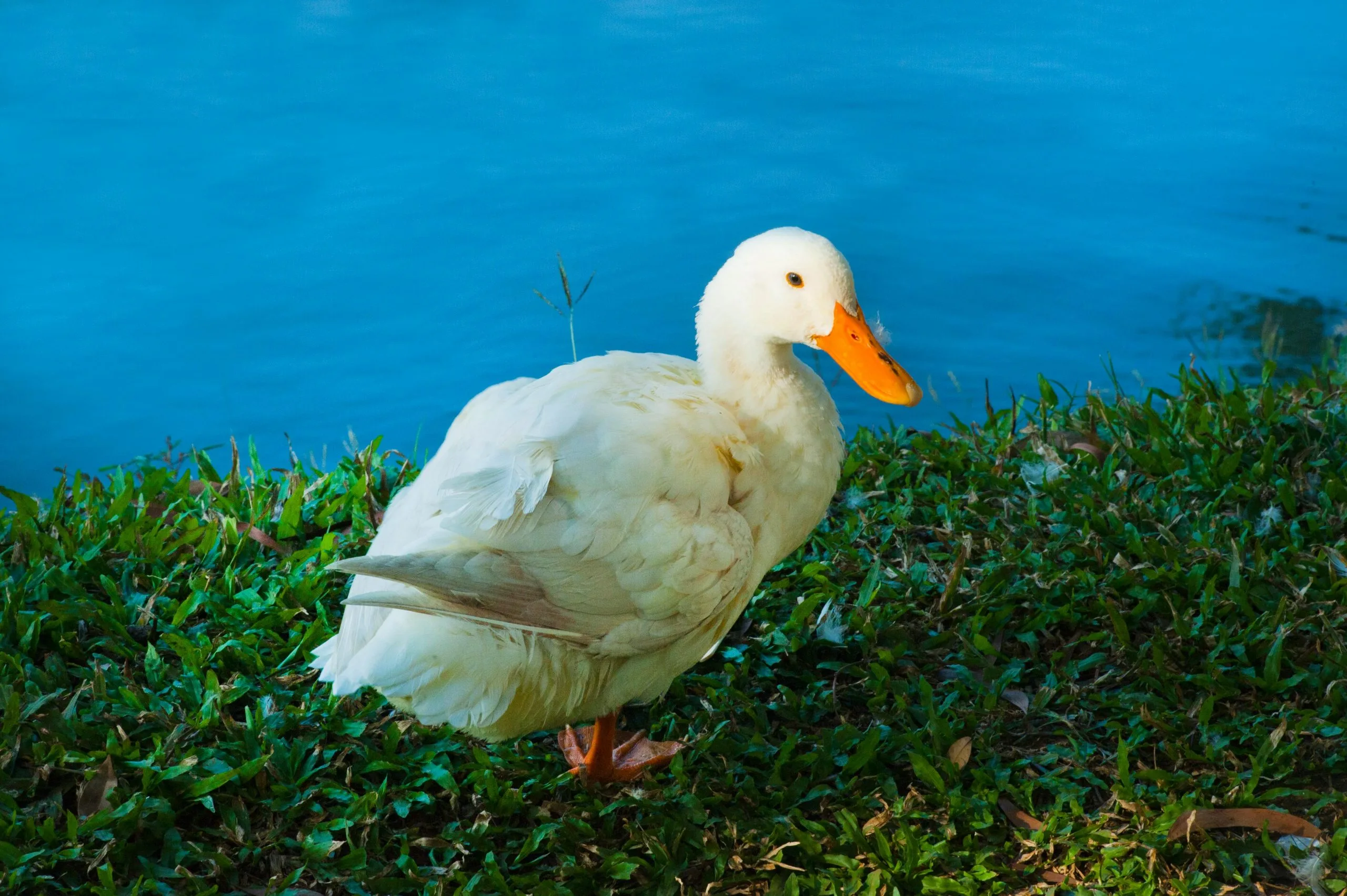 Un'anatra su un prato vicino ad un corso d'acqua