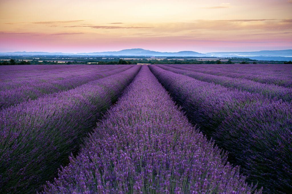 campos de lavanda