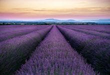 campi di lavanda