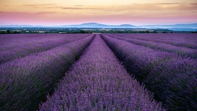 campi di lavanda