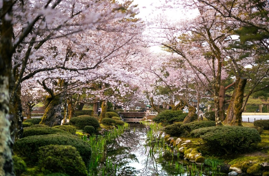 foto que representa o hanami japonês