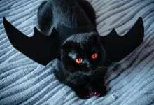 gatti neri