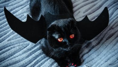 gatti neri