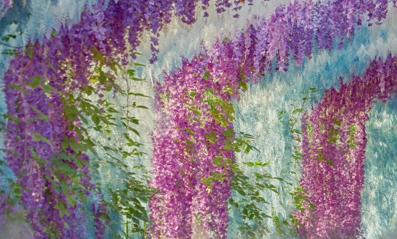 glicine in fiore
