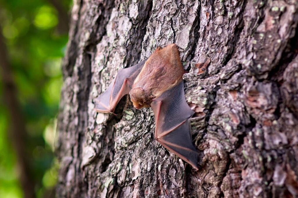 pipistrelli vampiri