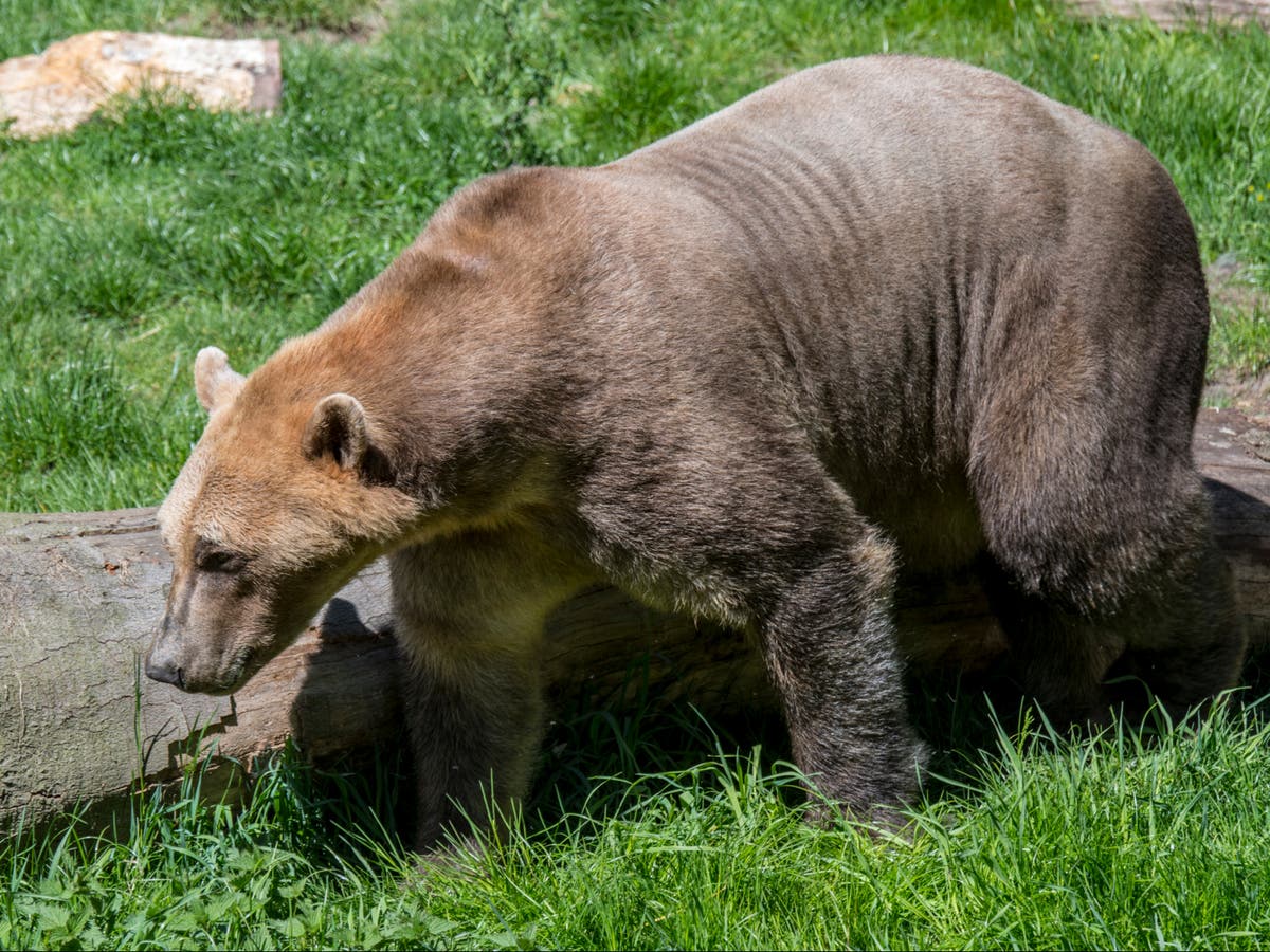 pizzly orso grolare