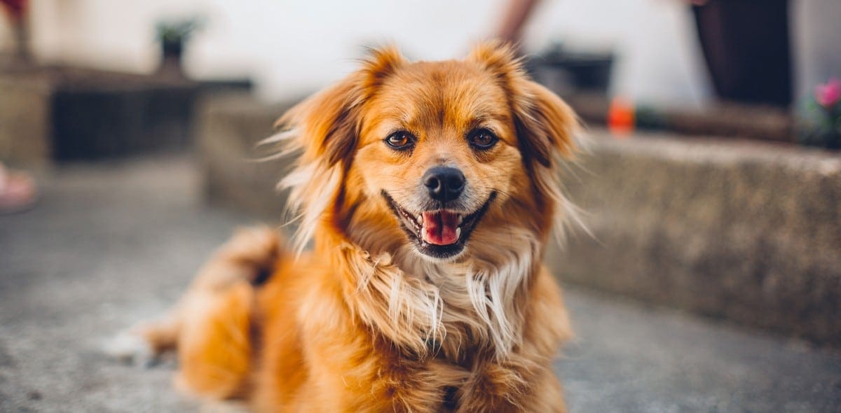 Cosa fare se il cane ha la febbre