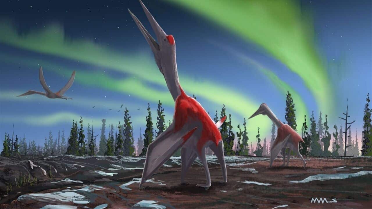 pterosauro drago volante del nord