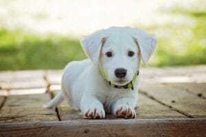 giornata internazionale del cane