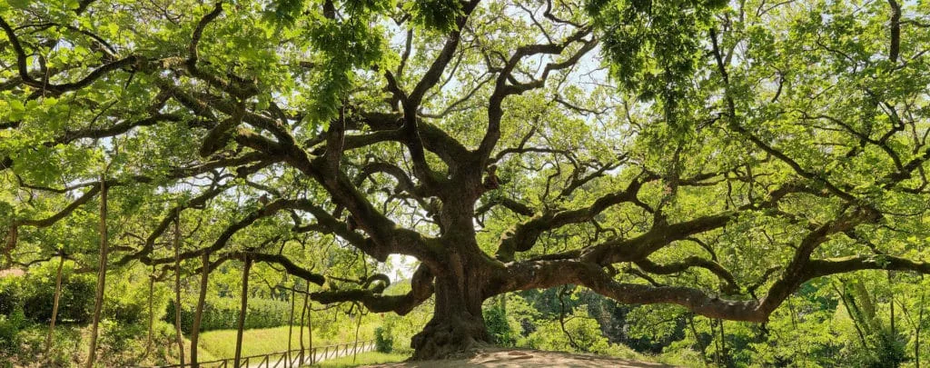 La Quercia delle Streghe