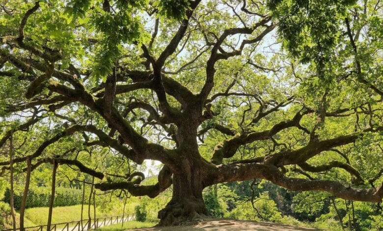 quercia delle streghe lucca
