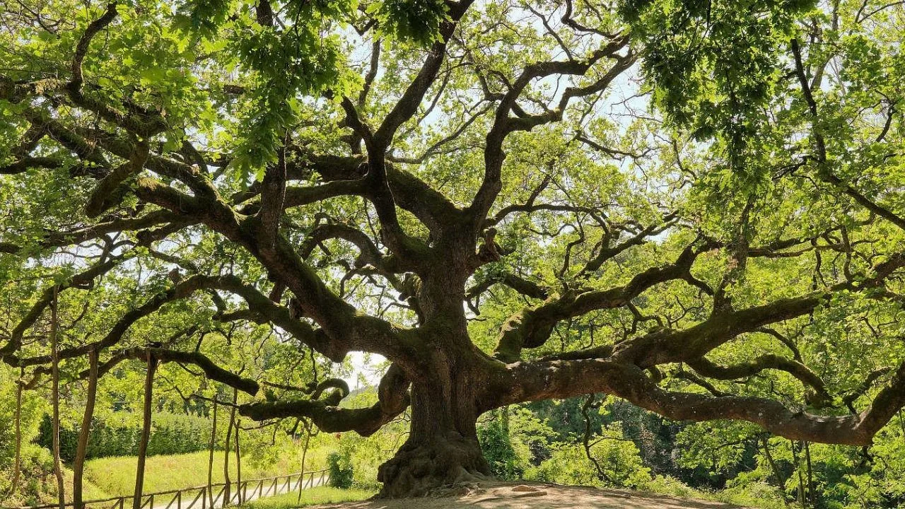 quercia delle streghe lucca