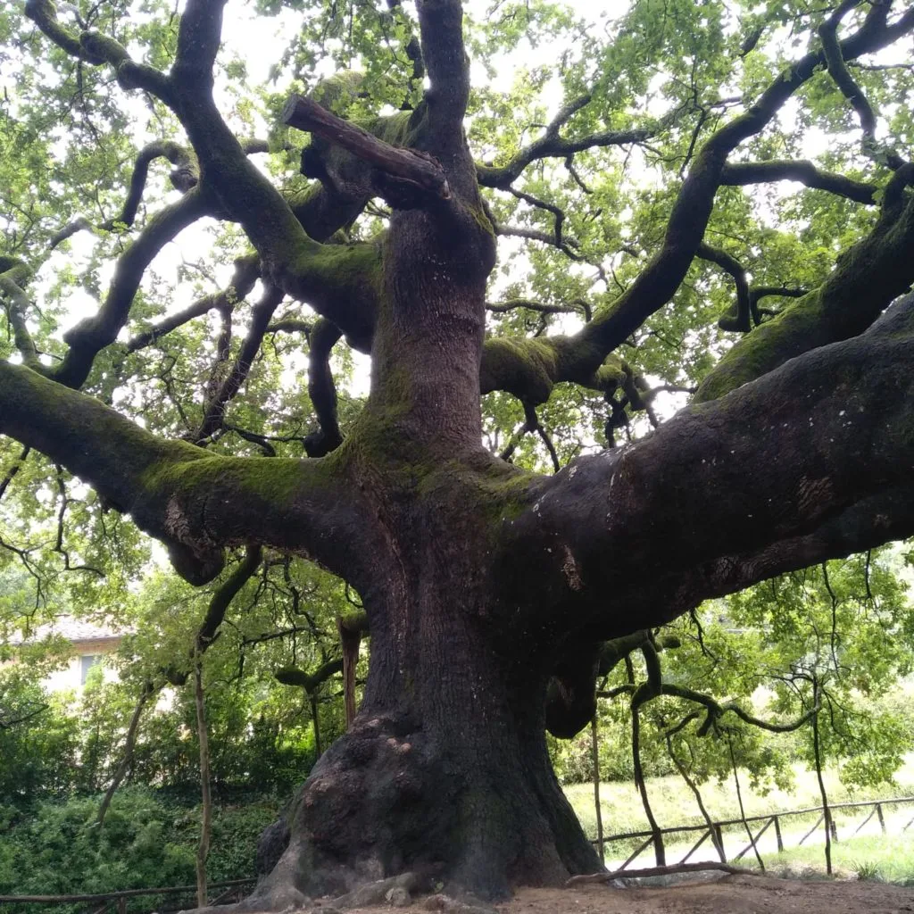 quercia delle streghe