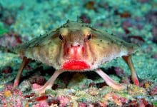 Ogcocephalus darwini, il pesce con le labbra rosse che non sa nuotare e ha le zampe