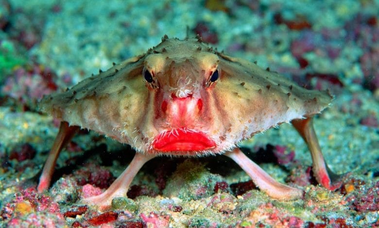 Ogcocephalus darwini, il pesce con le labbra rosse che non sa nuotare e ha le zampe
