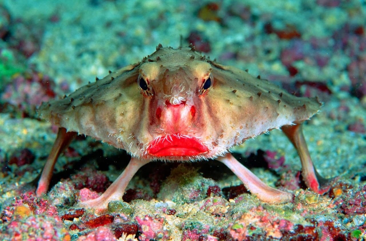 Ogcocephalus darwini, il pesce con le labbra rosse che non sa nuotare e ha le zampe