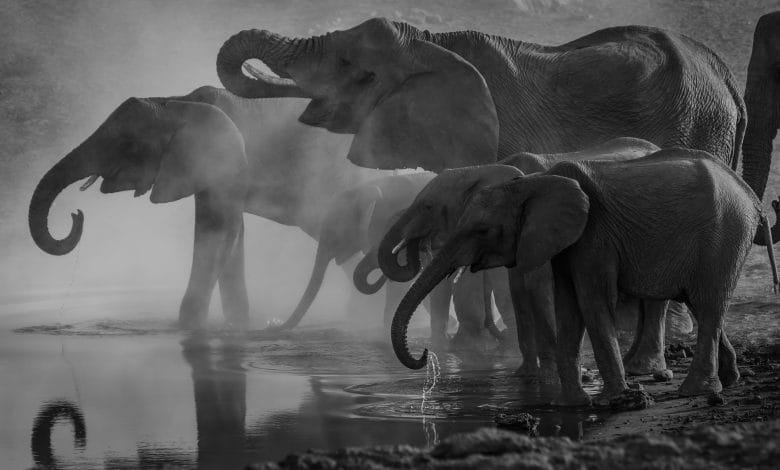 un gruppo di elefanti che sembrano giocare o bere da una pozza d'acqua, foto in bianco e nero
