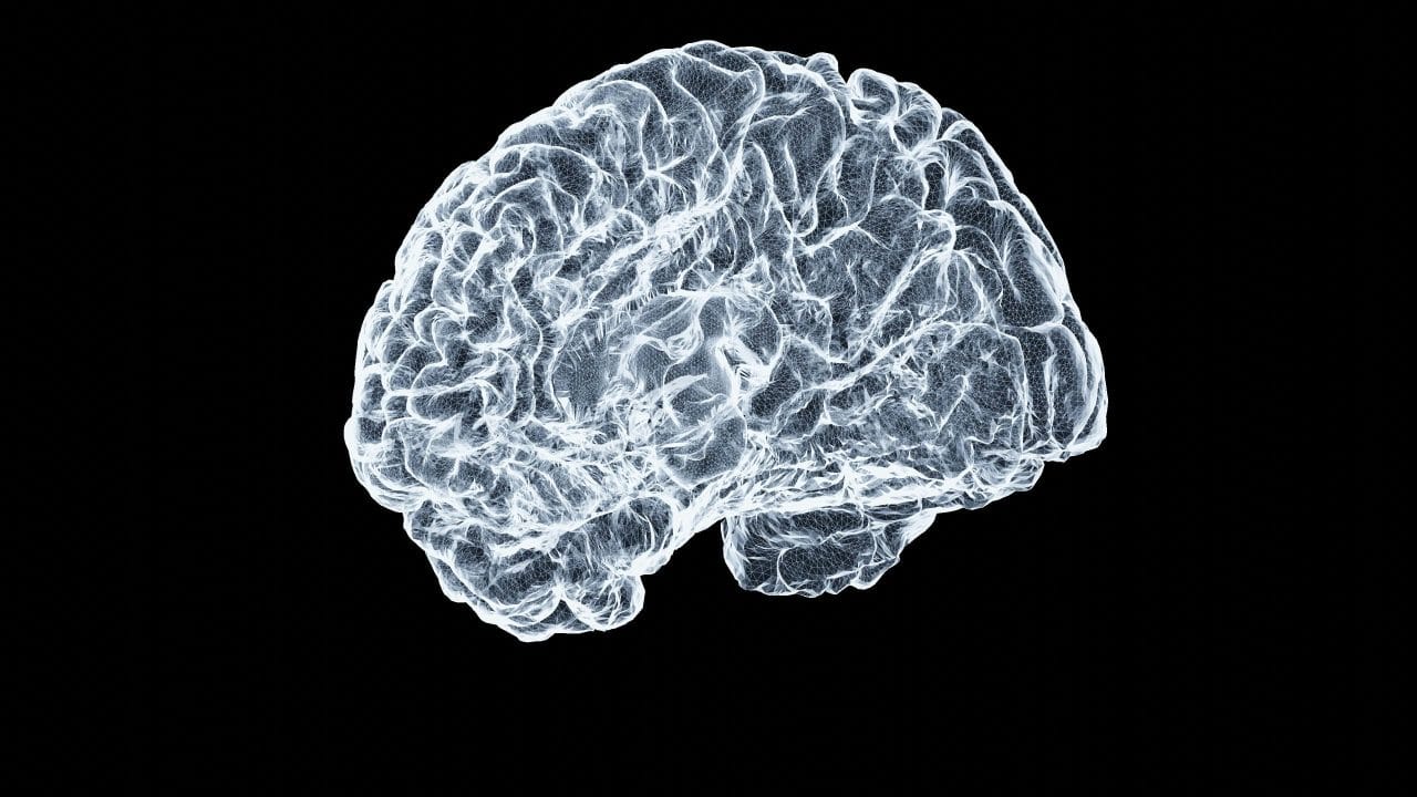 cervello