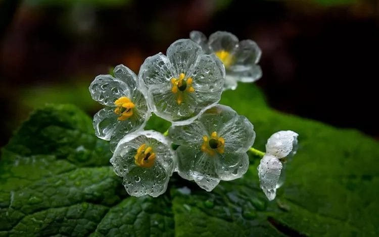 Il fiore scheletro che diventa trasparente