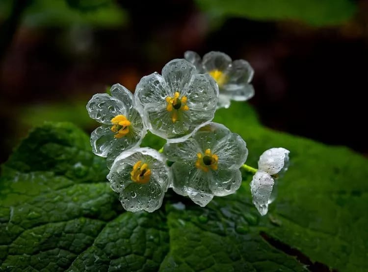 Il fiore scheletro che diventa trasparente