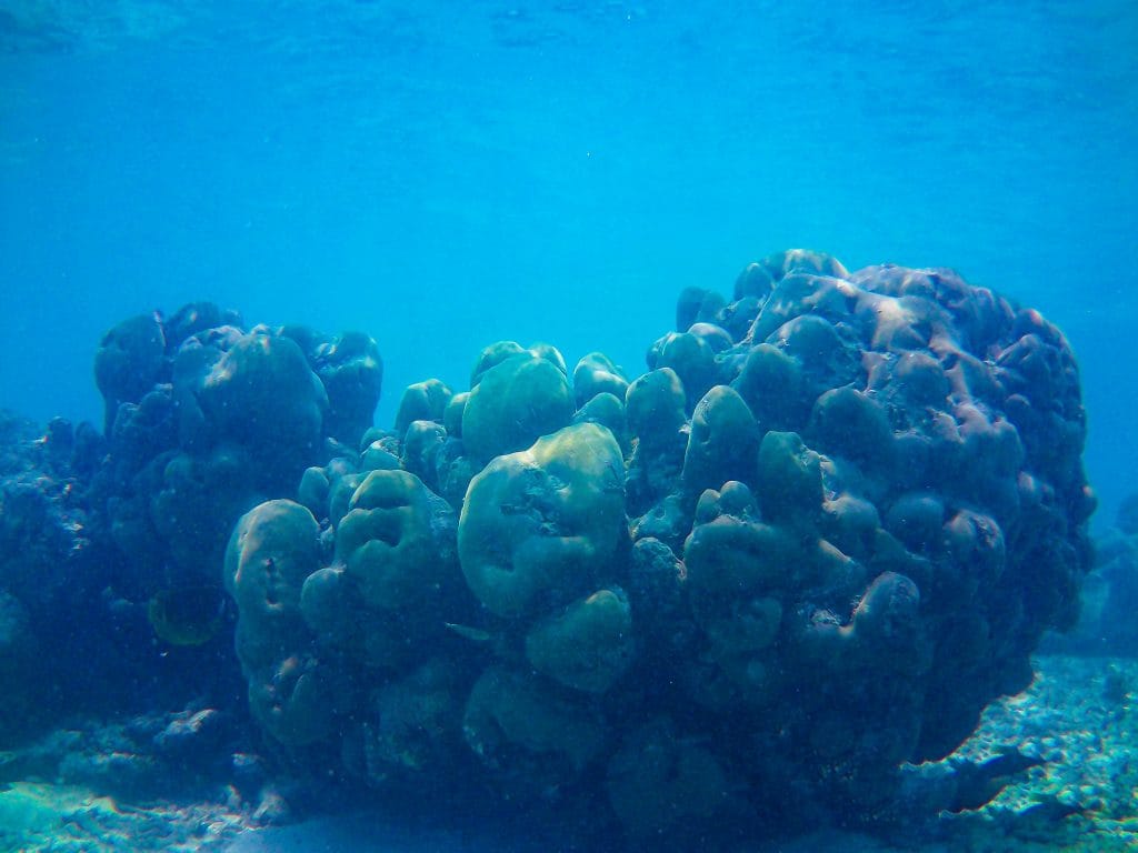 delle piante sottomarine sommerse