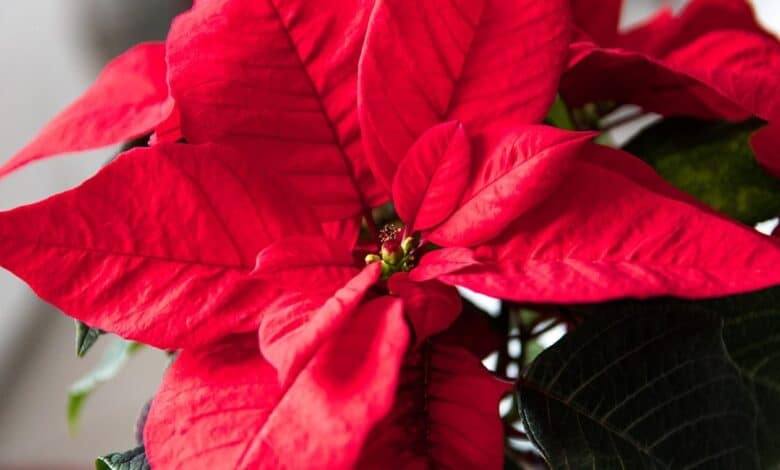 fiori natale