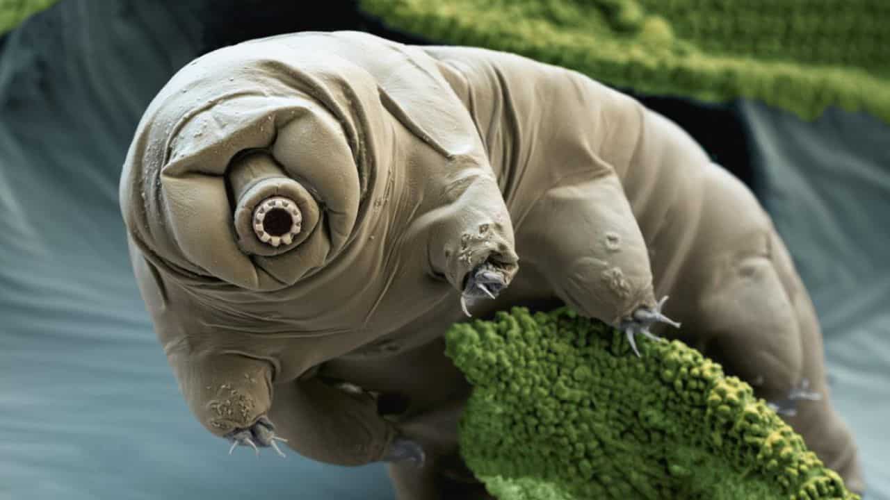 tardigradi