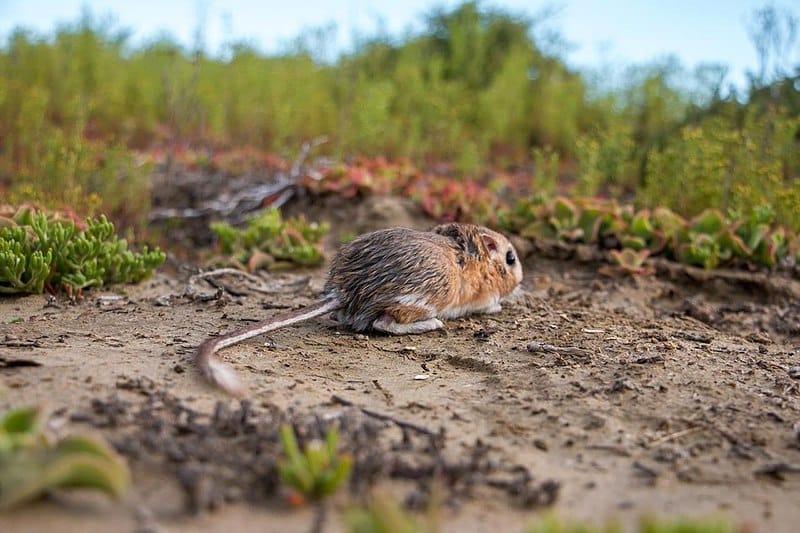 Rat-kangourou de San Quintín (Dipodomys gravipes)