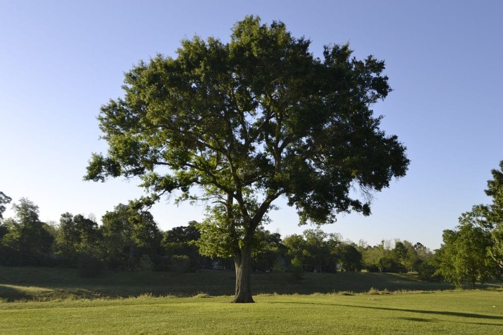 la natura