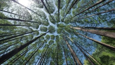 crown shyness