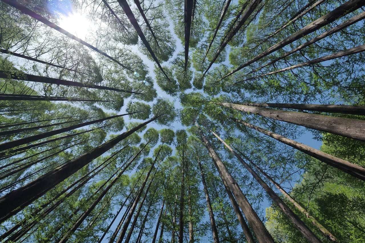 crown shyness