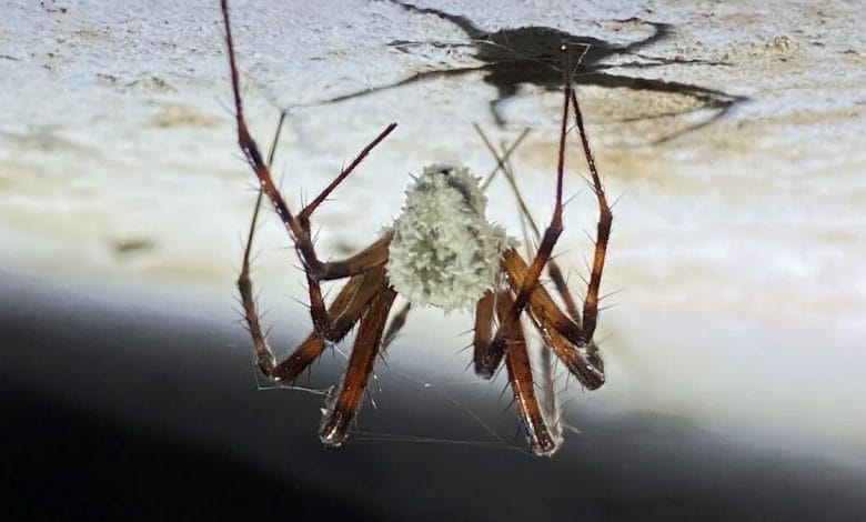 un ragno che è stato attaccato dalle spore di un fungo